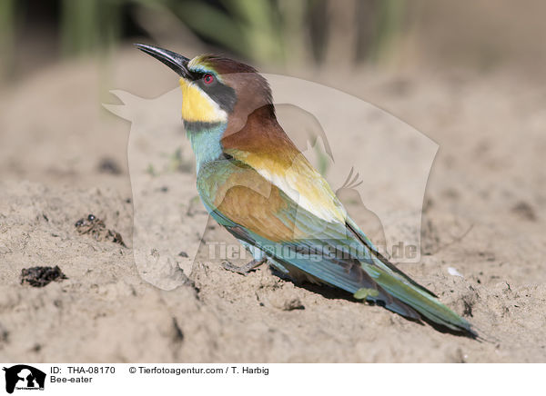 Bee-eater / THA-08170