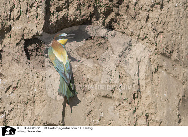 sitting Bee-eater / THA-08172