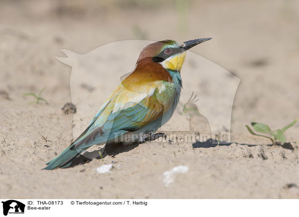Bee-eater / THA-08173