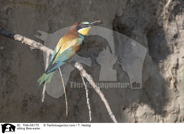 sitting Bee-eater / THA-08175