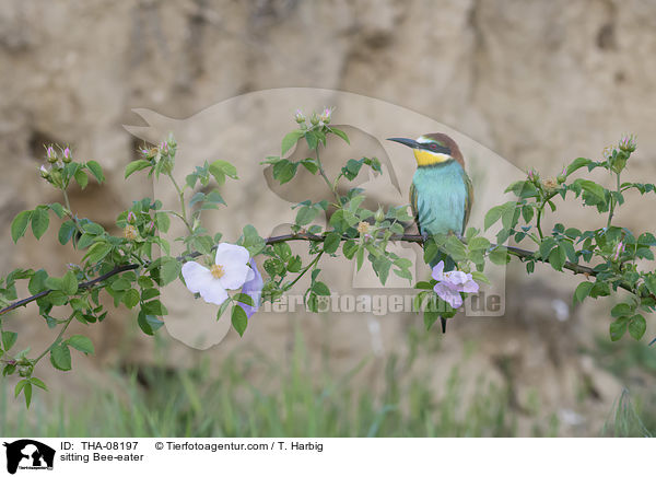 sitting Bee-eater / THA-08197