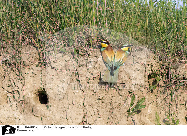 Bee-eaters / THA-08198