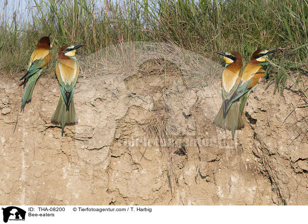 Bee-eaters / THA-08200
