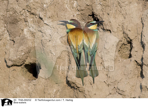Bee-eaters / THA-08202