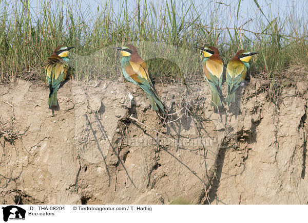 Bee-eaters / THA-08204