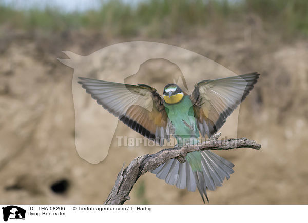 flying Bee-eater / THA-08206
