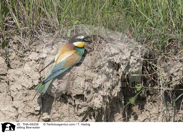 sitting Bee-eater / THA-08208