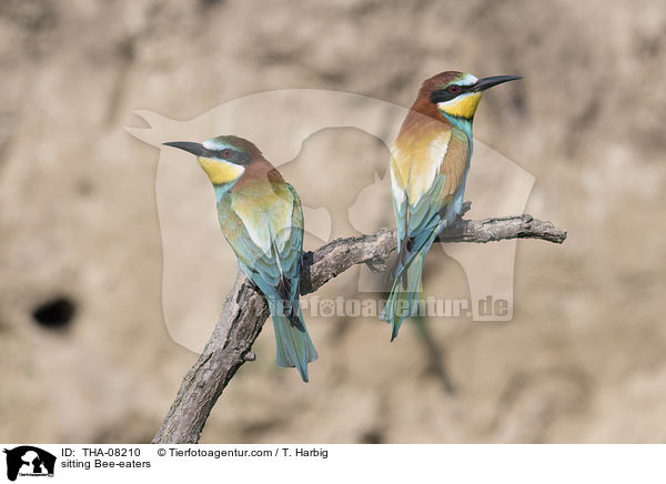 sitting Bee-eaters / THA-08210