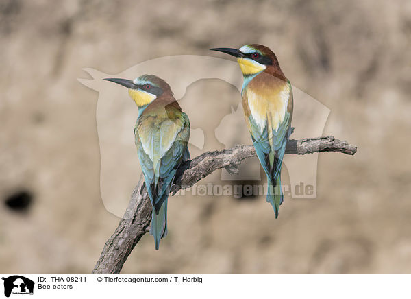 Bee-eaters / THA-08211