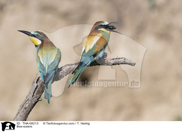 Bee-eaters / THA-08213