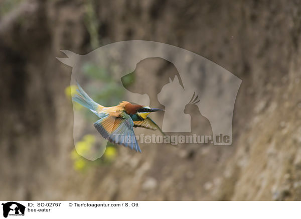 bee-eater / SO-02767