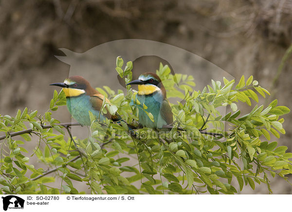 bee-eater / SO-02780