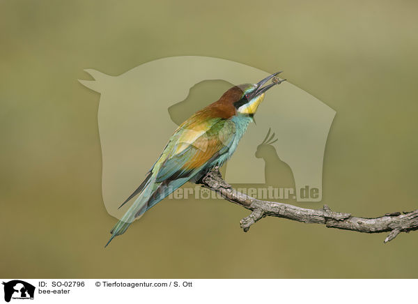 bee-eater / SO-02796