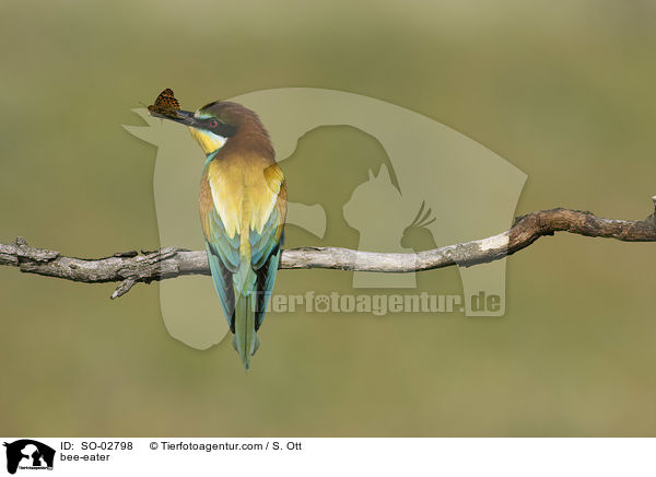 bee-eater / SO-02798