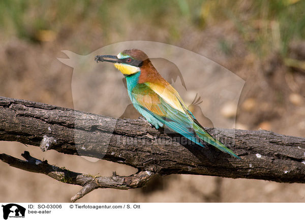 bee-eater / SO-03006