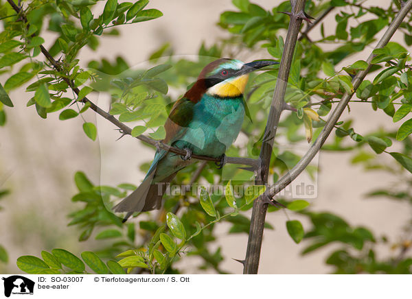 bee-eater / SO-03007