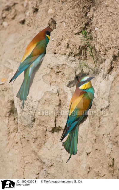 Bienenfresser / bee-eater / SO-03008