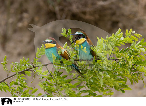 bee-eater / SO-03012
