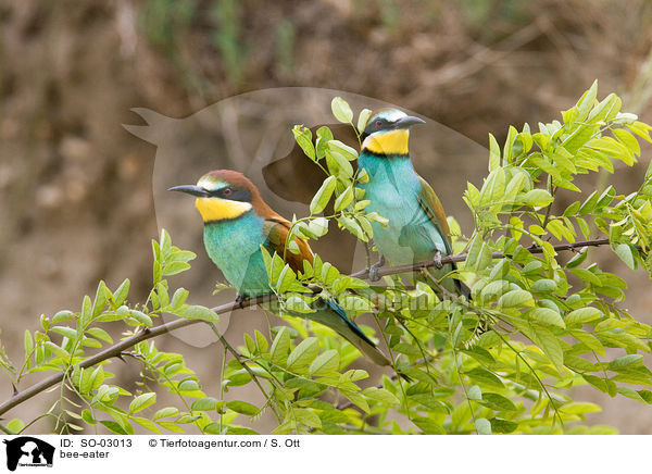 bee-eater / SO-03013