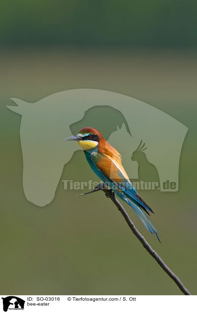 bee-eater / SO-03016