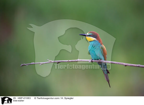 Bienenfresser / bee-eater / HSP-01063