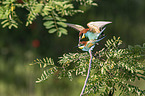 European bee-eater