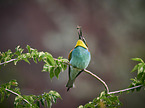 two bee-eaters