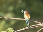 sitting Bee-eater