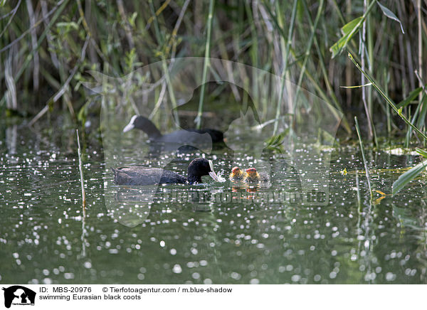 swimming Eurasian black coots / MBS-20976