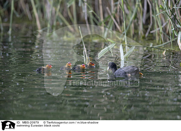 swimming Eurasian black coots / MBS-20979