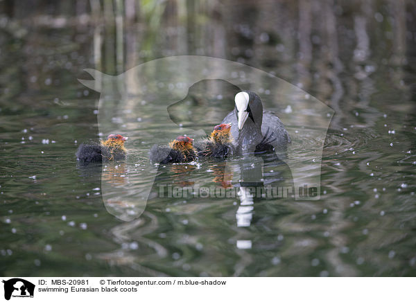 swimming Eurasian black coots / MBS-20981
