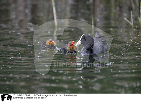 swimming Eurasian black coots / MBS-20982