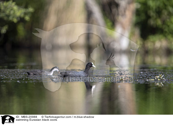 swimming Eurasian black coots / MBS-20988