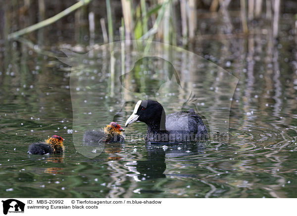 swimming Eurasian black coots / MBS-20992