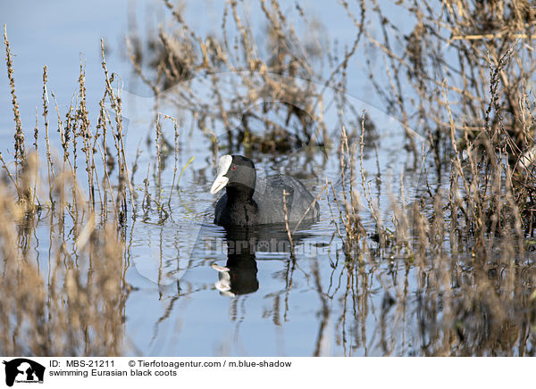 swimming Eurasian black coots / MBS-21211