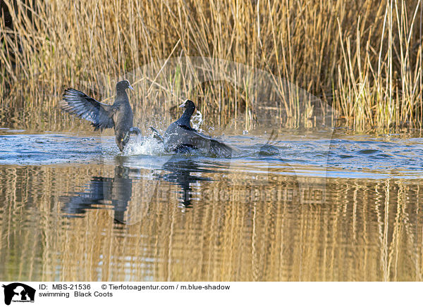 swimming  Black Coots / MBS-21536