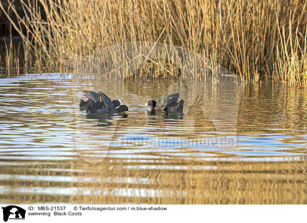 swimming  Black Coots / MBS-21537