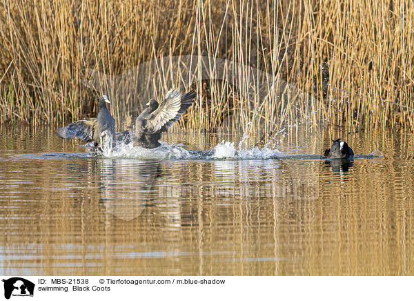 swimming  Black Coots / MBS-21538