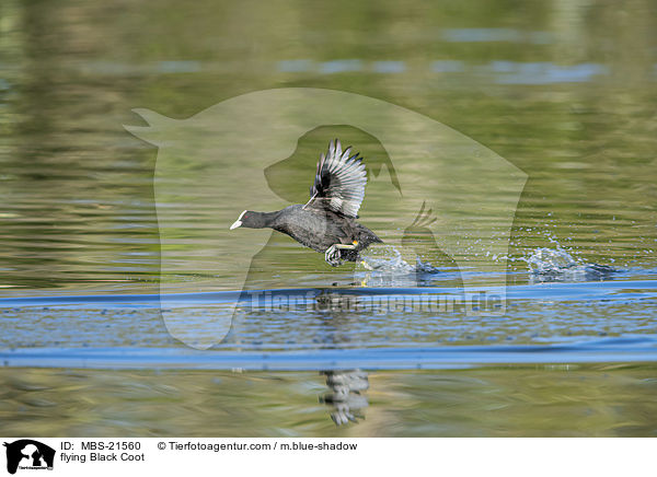 flying Black Coot / MBS-21560