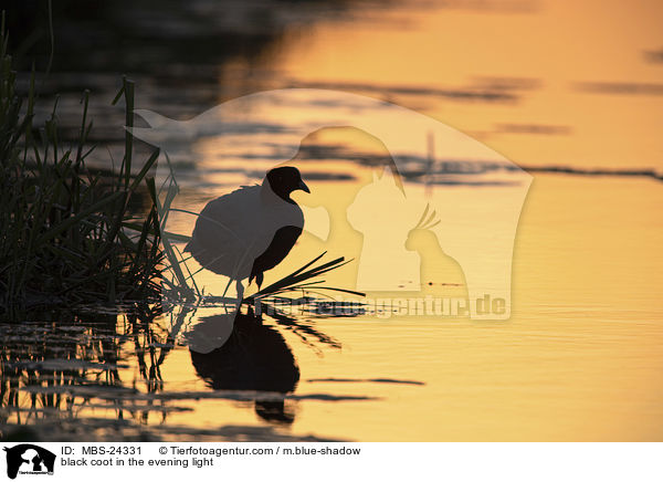 black coot in the evening light / MBS-24331