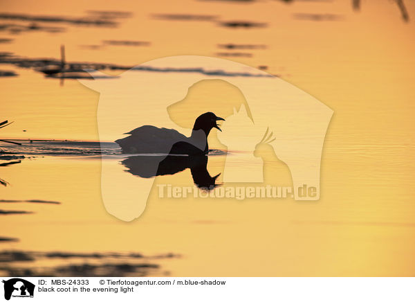 black coot in the evening light / MBS-24333