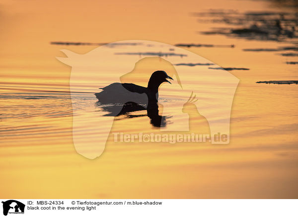 black coot in the evening light / MBS-24334