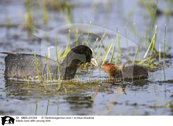 black coot with young bird / MBS-24349