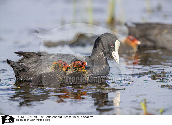 black coot with young bird / MBS-24350
