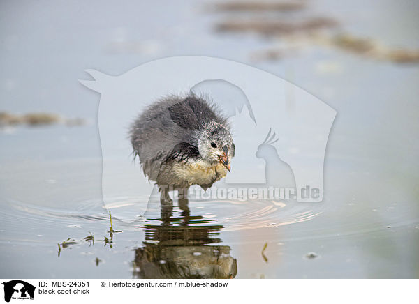black coot chick / MBS-24351