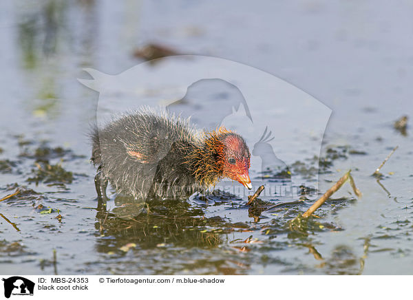 black coot chick / MBS-24353