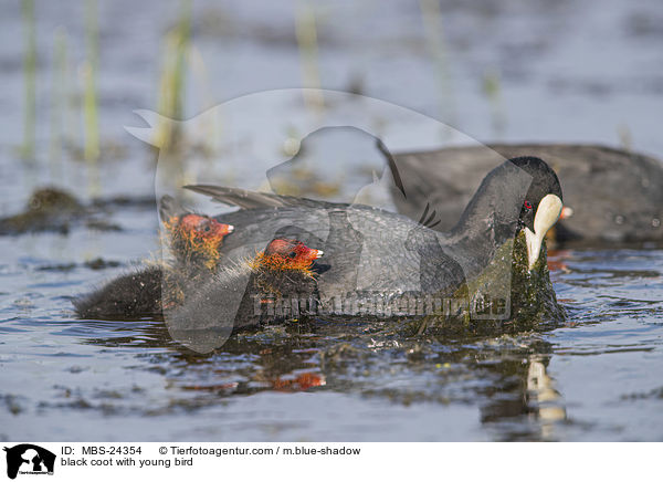 black coot with young bird / MBS-24354