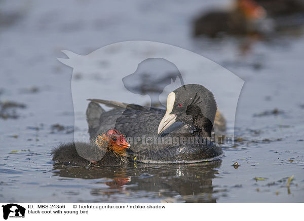 Blsshuhn mit Jungvogel / black coot with young bird / MBS-24356