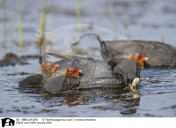 Blsshuhn mit Jungvogel / black coot with young bird / MBS-24359