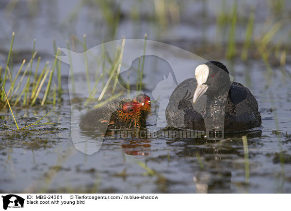 Blsshuhn mit Jungvogel / black coot with young bird / MBS-24361